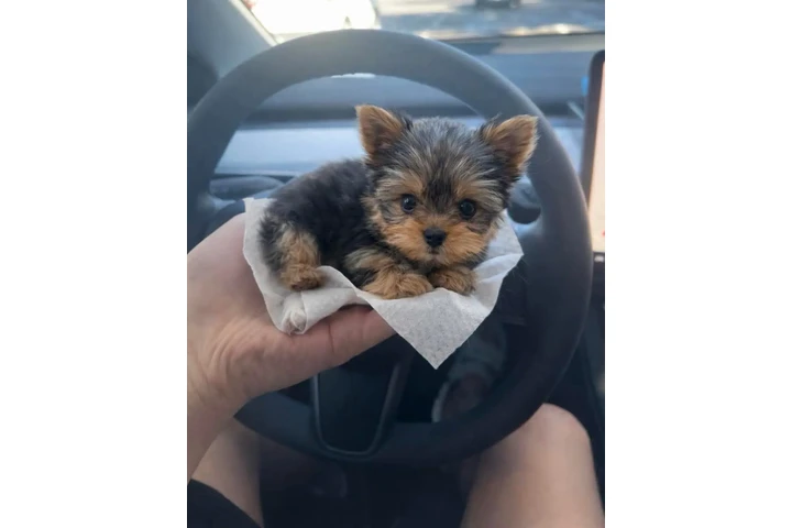 $350 : Cachorros de taza de té image 1