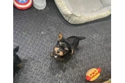 $750 : Yorkshire Terrier Pup for sale thumbnail