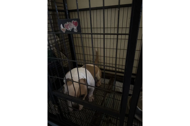 $1 : American bully image 3