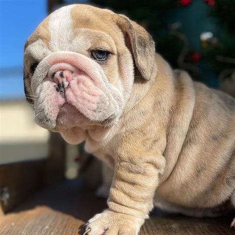 $500 : English Bulldog puppy for sale image 2