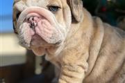 $500 : English Bulldog puppy for sale thumbnail