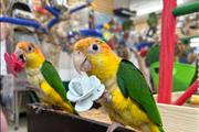 $400 : BACK space parrots thumbnail