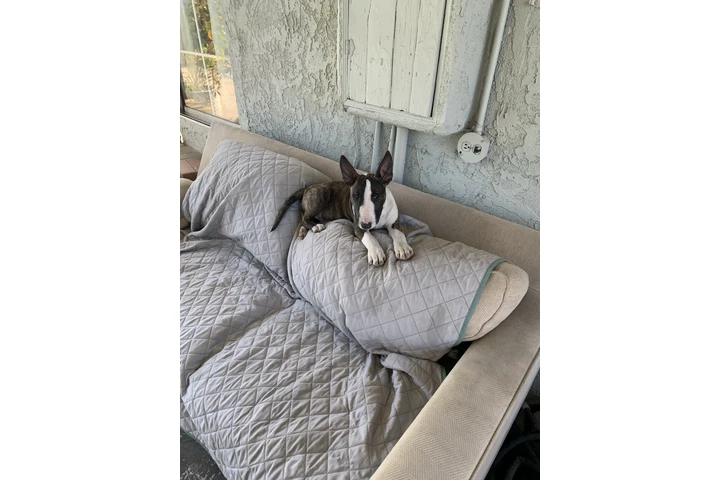 $1000 : Bull Terrier image 4