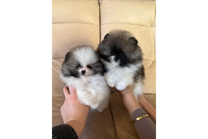 $400 : Maltese And Pomeranian Puppies image 5