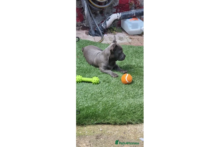 $550 : French Bulldog Staffy Cross image 2