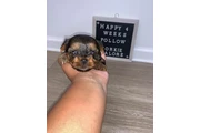 Cachorros yorkie taza de té
