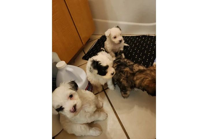 $380 : Tengo cachurras maltés 2 meses image 3