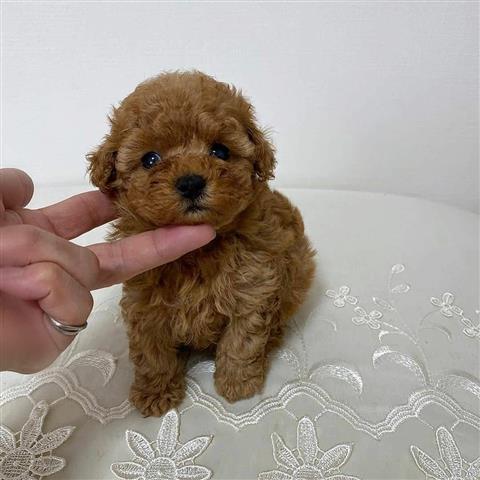 $700 : Stunning Toy Poodle Babies image 2