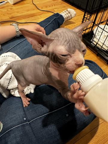 $2500 : Sphynx Cat image 8