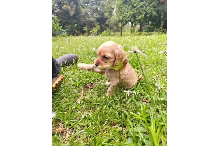 ADOPCION DE CACHORROS image 3
