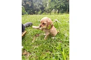 ADOPCION DE CACHORROS thumbnail