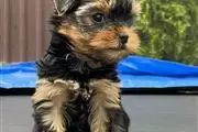 YORKIE - Nombre/Max en Honolulu