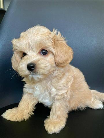 $350 : Maltipoo image 1