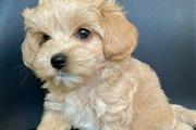 Maltipoo en Fort Lauderdale