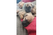 Cane Corso & American Bulldog en Chicago