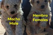 Maltipoo puppies en Los Angeles