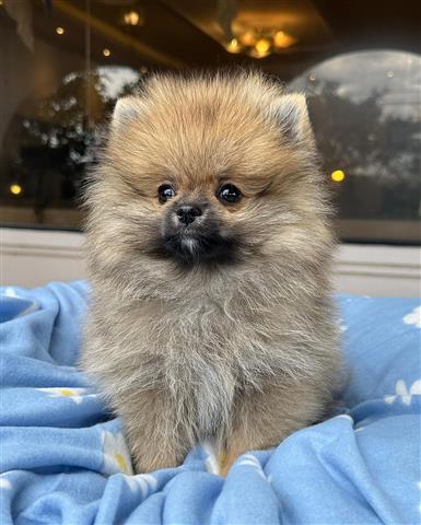 $350 : Cachorrito Pomerania image 3