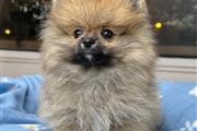 $350 : Cachorrito Pomerania thumbnail