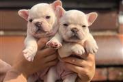 Gorgeous French Bulldog Puppie