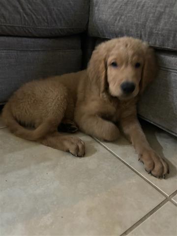 $900 : Goldendoodle puppies - reduced image 1