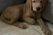 Goldendoodle puppies - reduced en Orlando