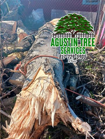 TREE SERVICE 🌳 20 años de exp image 2