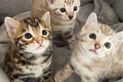 $500 : gatitos buscando nuevos hogare thumbnail