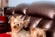 Full breed Yorkie puppies en Los Angeles