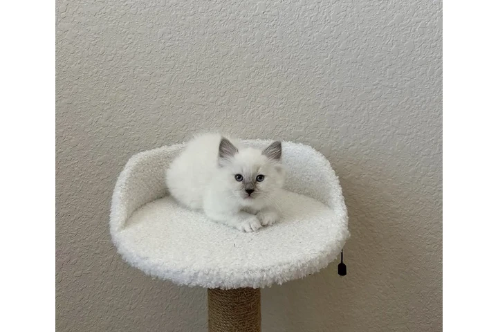 $250 : Ragdoll  en venta image 2