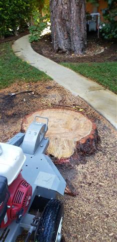 Ap tree trimmer and landscapin image 10