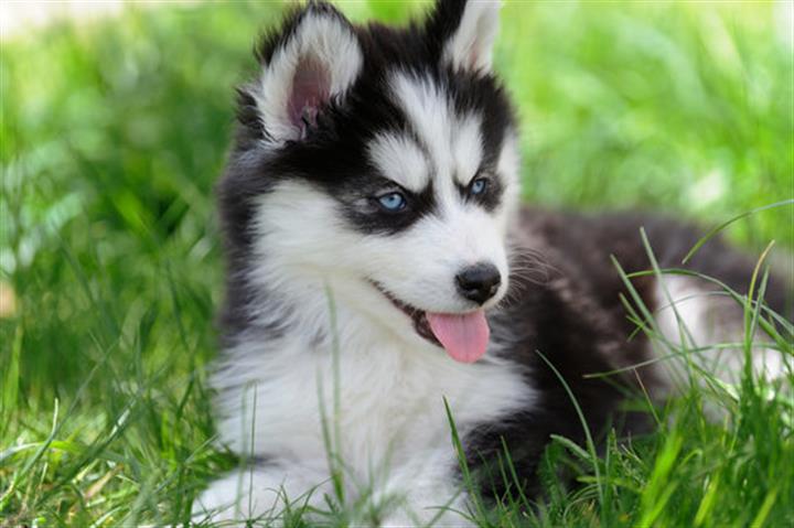 $550 : Siberian Husky Pups image 3