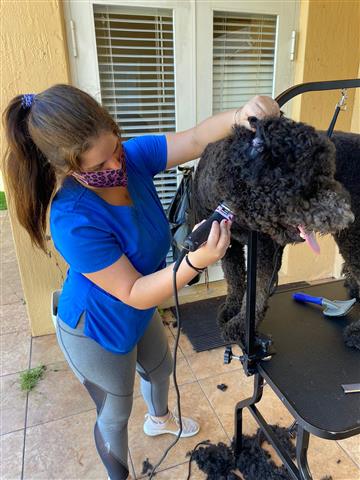 Dog Grooming a domicilio image 7