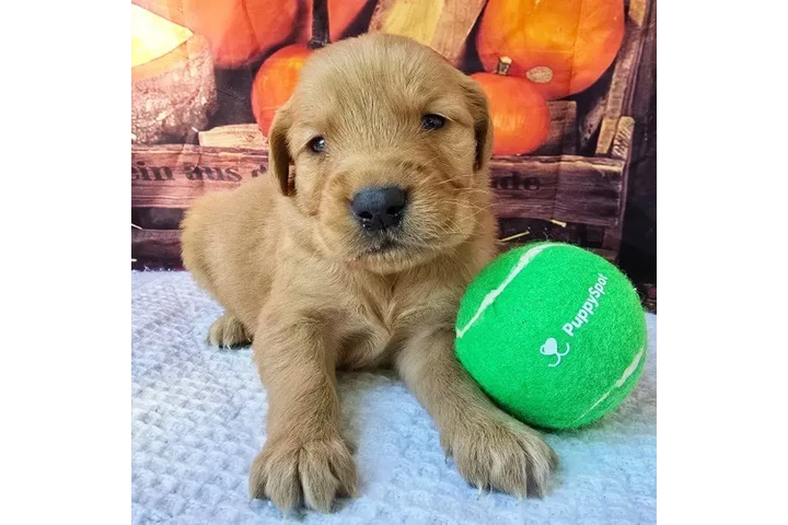 $350 : Golden Retriever image 5