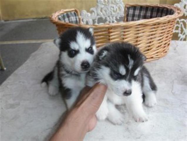 $500 : Akc registered Siberian Husky image 2