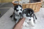 $500 : Akc registered Siberian Husky thumbnail