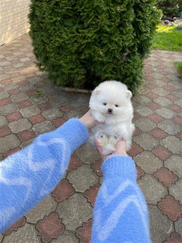 $350 : POMERANIAN PUPPY'S FOR SALE image 4