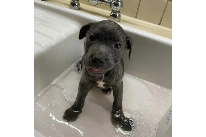 $350 : pitbull en venta image 2
