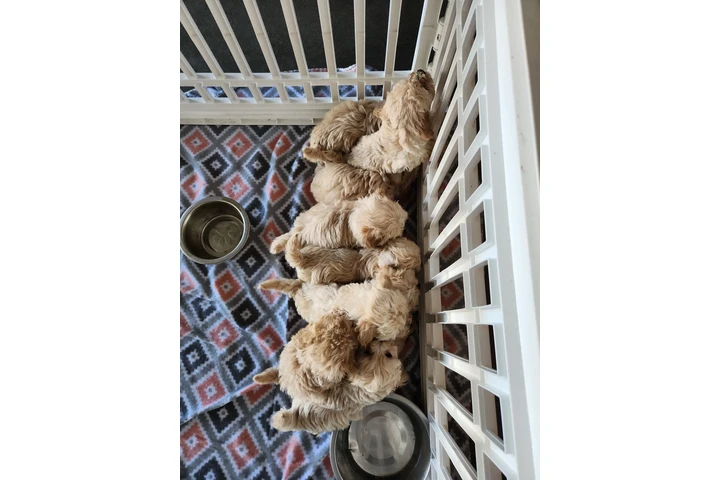 $250 : Cachorros en adopcion image 3