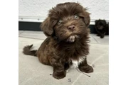 $390 : Havanese puppies for Adoption thumbnail