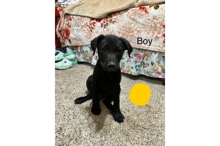 $150 : Labradores image 3