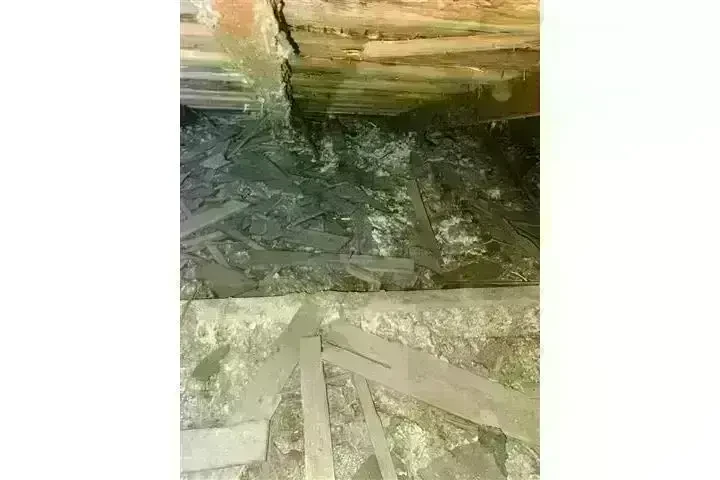 PEST CONTROL image 2