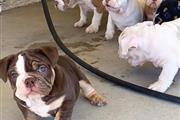 $450 : Cachorros registrados thumbnail