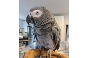 ghihgbyh  Loro gris africano d en Miami