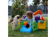 playful pugs en New York