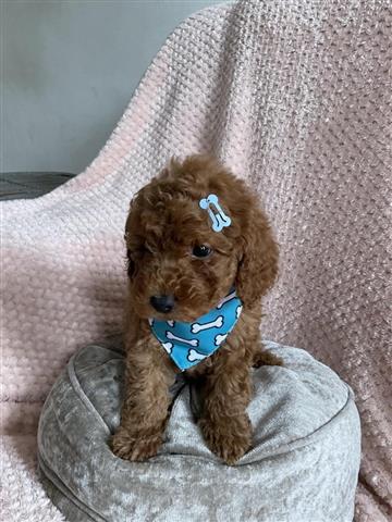 $300 : Cockapoo F1 girl ready now image 1