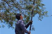 Poda y tala de árboles y palme en Quito