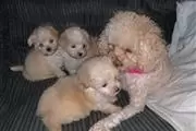 Amazing Micro Maltese Availab en Washington DC
