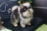 $400 : Pomeranian puppies thumbnail