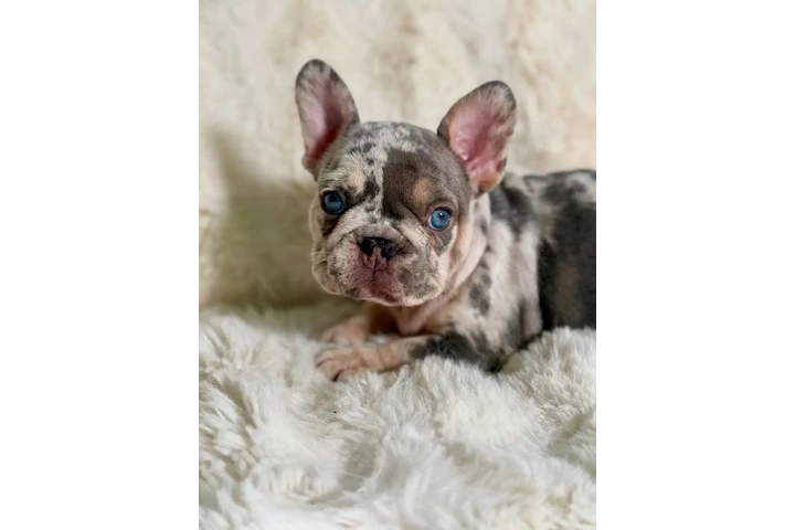 $1500 : French bulldog image 3