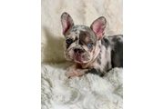 $1500 : French bulldog thumbnail